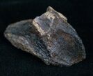 Rooted Triceratops Tooth - #7160-2